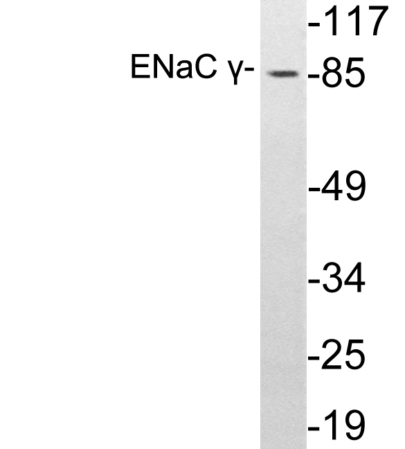 Anti-ENaC gamma Antibody