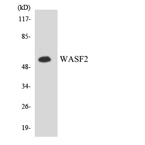 Anti-WASF2 Antibody