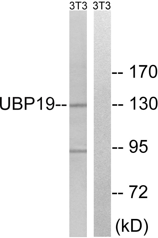 Anti-USP19 Antibody - Identical to Abcam (ab93159)