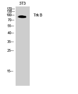 Anti-Trk B Antibody Anti-Trk B Antibody