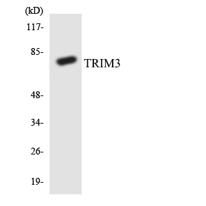 Anti-TRIM3 Antibody