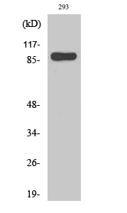 Anti-STAT1 Antibody - Identical to Abcam (ab47425) Anti-STAT1 Antibody - Identical to Abcam (ab47425)
