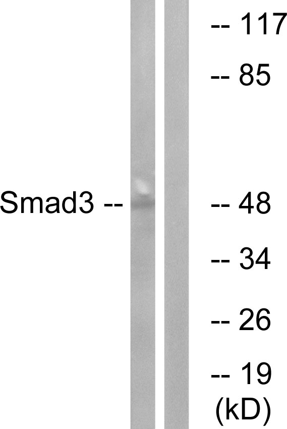 Anti-Smad3 Antibody