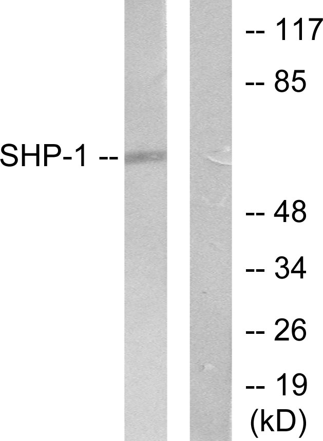 Anti-SHP-1 Antibody