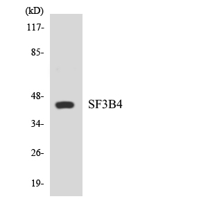 Anti-SF3B4 Antibody