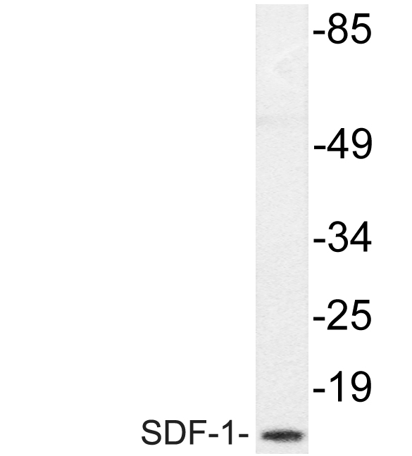 Anti-SDF-1 Antibody