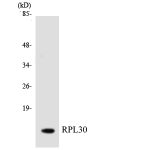 Anti-RPL30 Antibody