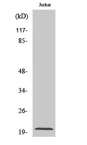 Anti-RGS10 Antibody