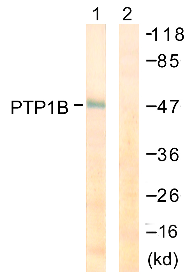 Anti-PTP1B Antibody