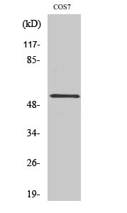 Anti-PTP1B Antibody Anti-PTP1B Antibody