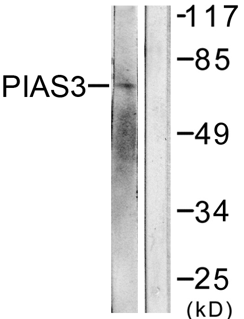 Anti-PIAS3 Antibody - Identical to Abcam (ab58406)