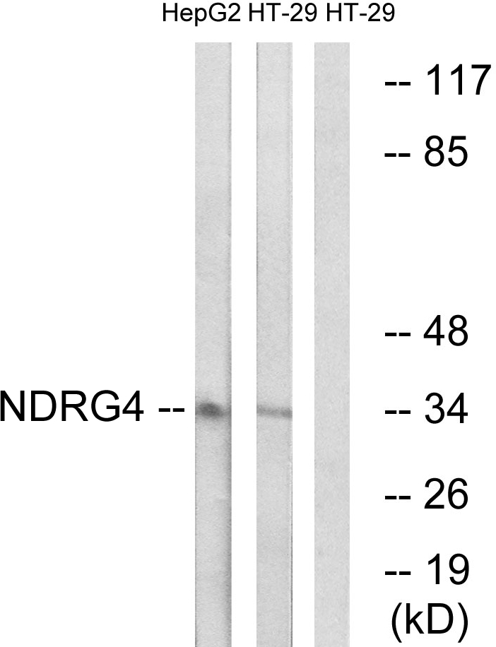 Anti-NDRG4 Antibody Anti-NDRG4 Antibody