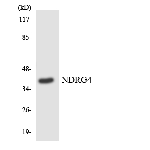 Anti-NDRG4 Antibody