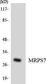 Anti-MRPS7 Antibody