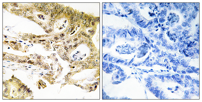 Anti-MED23 Antibody - Identical to Abcam (ab196752)