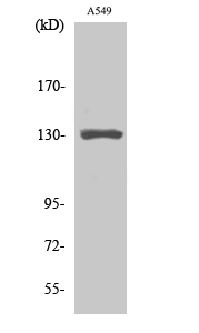 Anti-MED23 Antibody - Identical to Abcam (ab196752) Anti-MED23 Antibody - Identical to Abcam (ab196752)