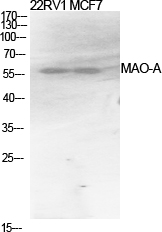 Anti-MAO-A Antibody Anti-MAO-A Antibody