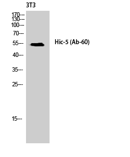 Anti-Hic-5 Antibody Anti-Hic-5 Antibody