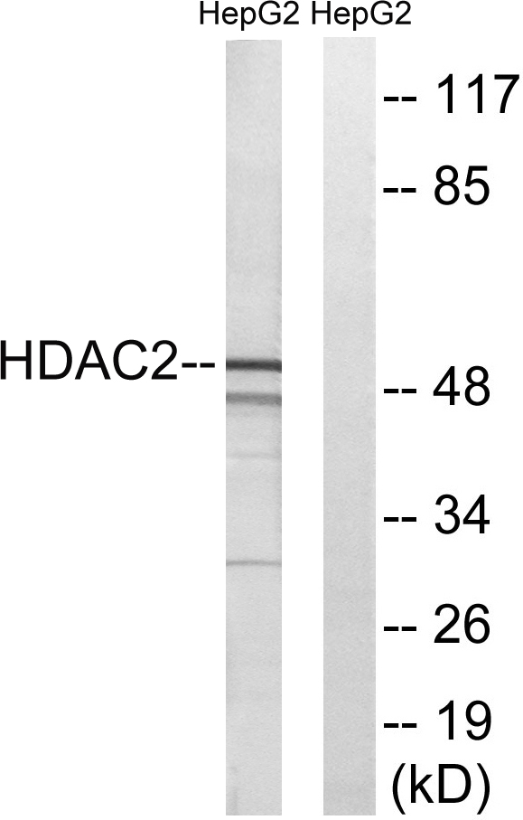 Anti-HDAC2 Antibody
