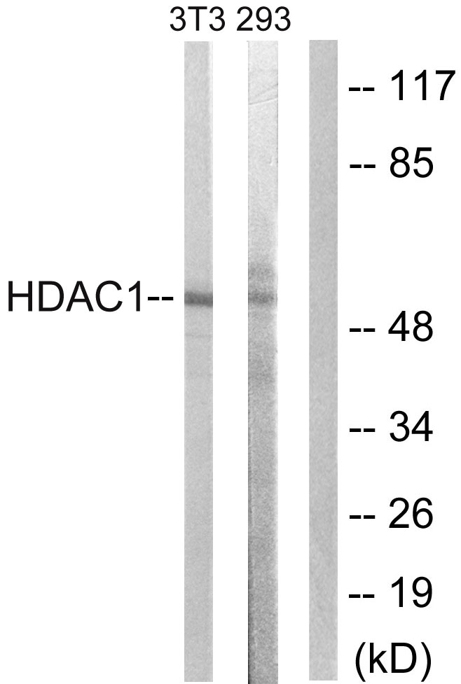 Anti-HDAC1 Antibody