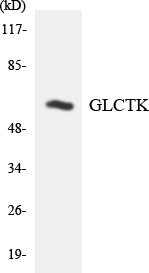 Anti-GLCTK Antibody