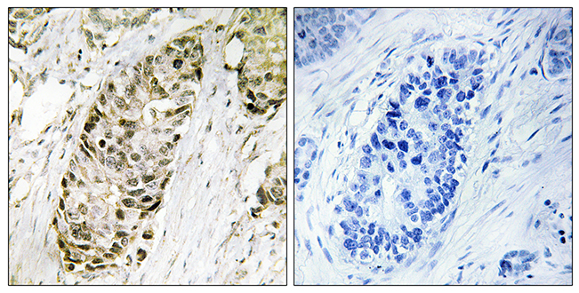 Anti-GA45G Antibody - Identical to Abcam (ab196774)