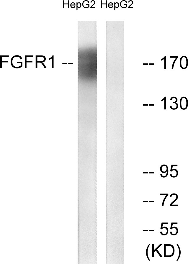 Anti-FGFR1 Antibody - Identical to Abcam (ab63601)