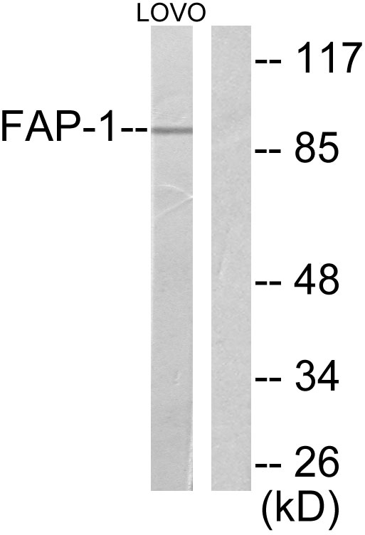 Anti-FAP-1 Antibody - Identical to Abcam (ab53066)
