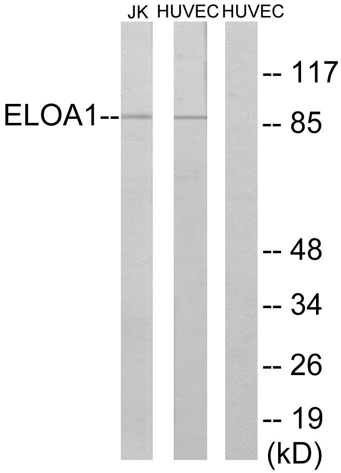 Anti-ELOA1 Antibody