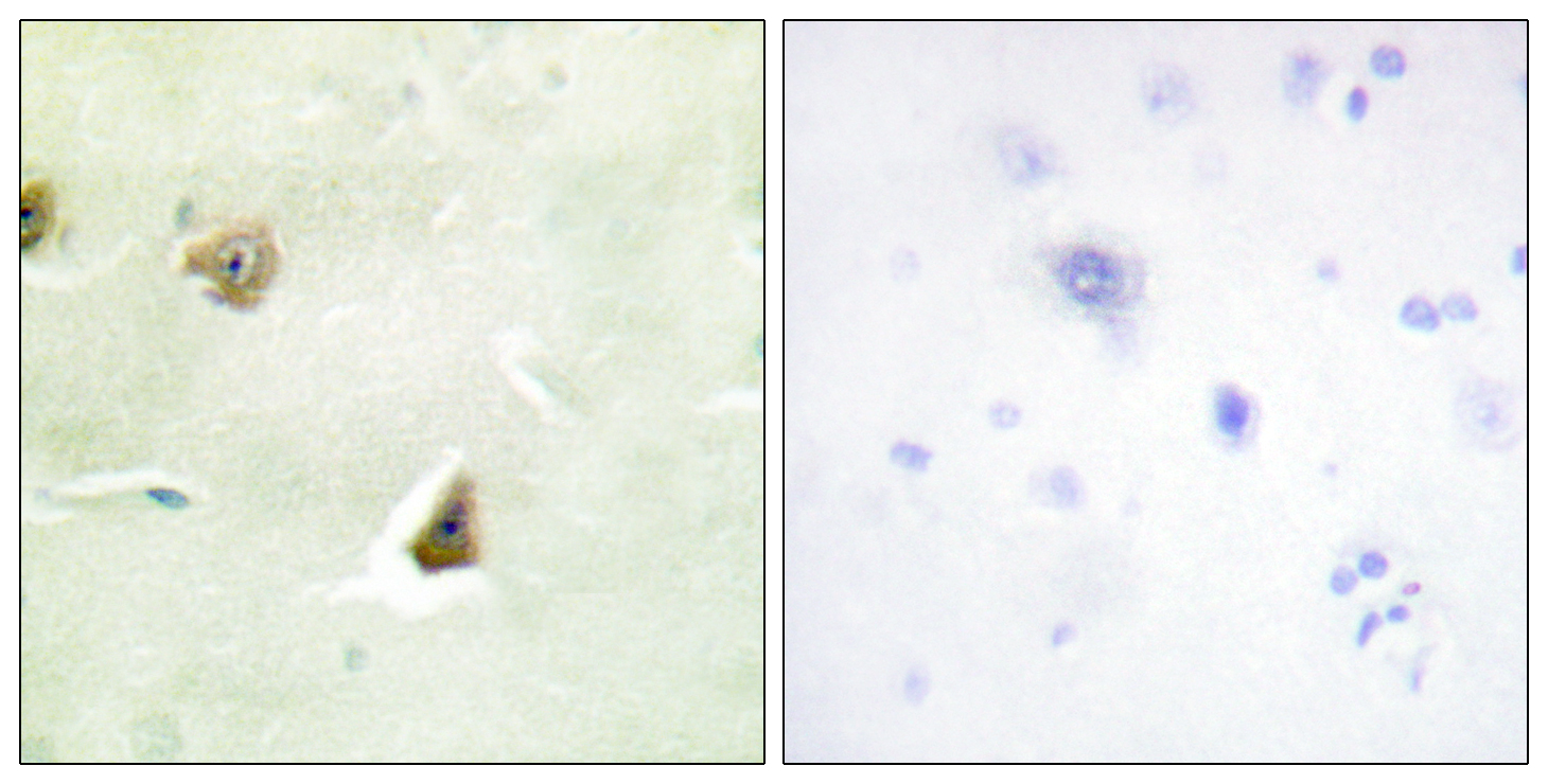 Anti-DUSP6 Antibody - Identical to Abcam (ab196690)