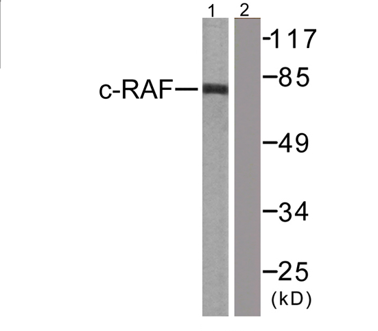 Anti-C-RAF Antibody Anti-C-RAF Antibody