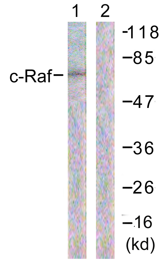 Anti-C-RAF Antibody