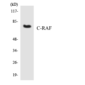 Anti-C-RAF Antibody
