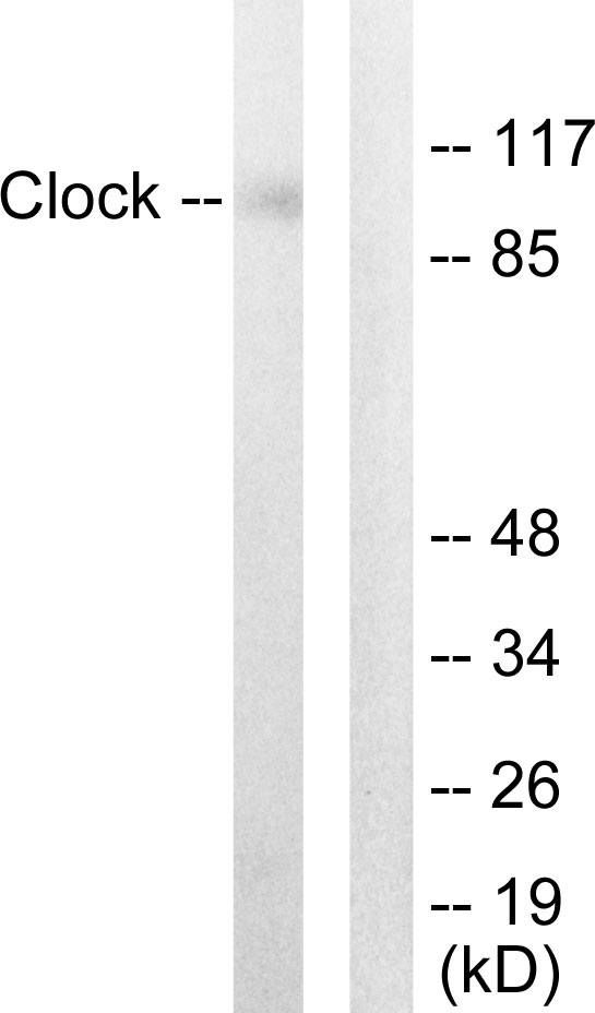 Anti-Clock Antibody - Identical to Abcam (ab65033)