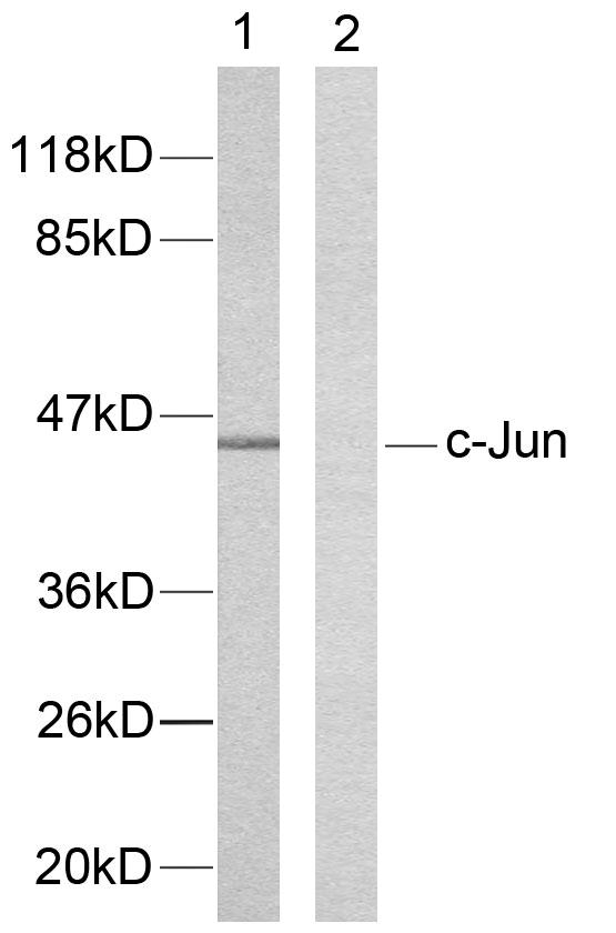 Anti-c-Jun Antibody