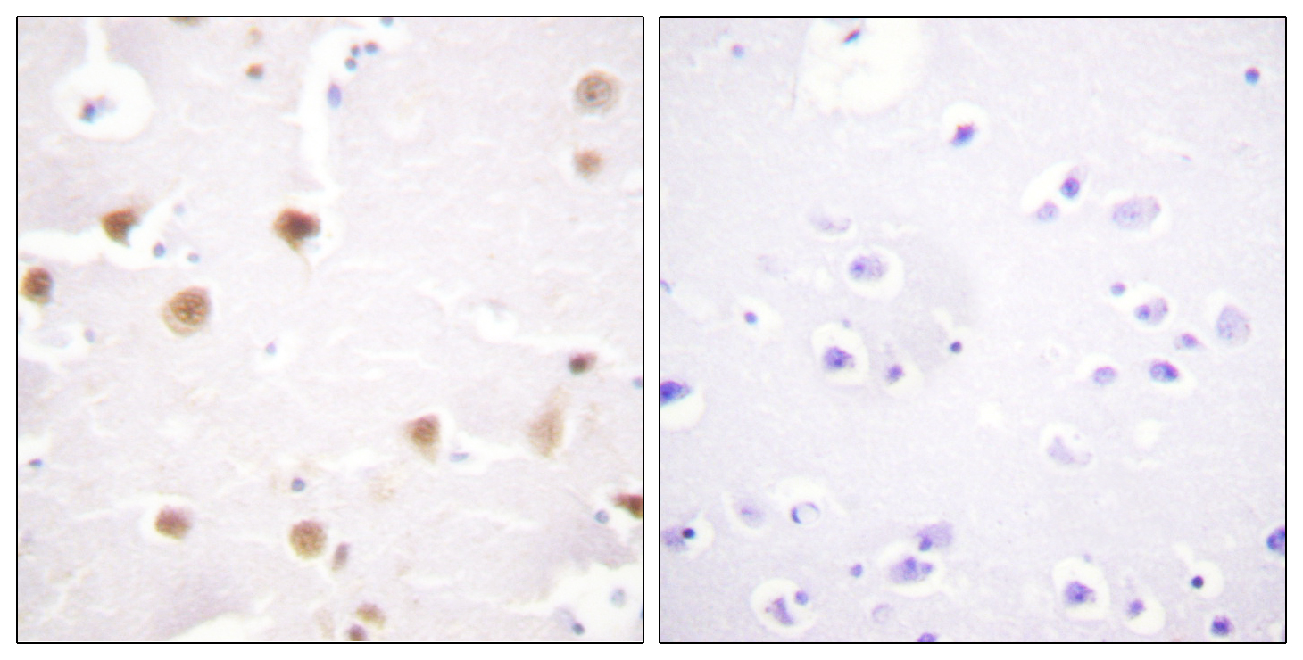 Anti-c-Jun Antibody
