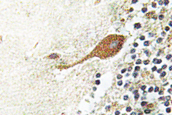 Anti-Chr-A Antibody Anti-Chr-A Antibody