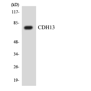 Anti-CDH13 Antibody