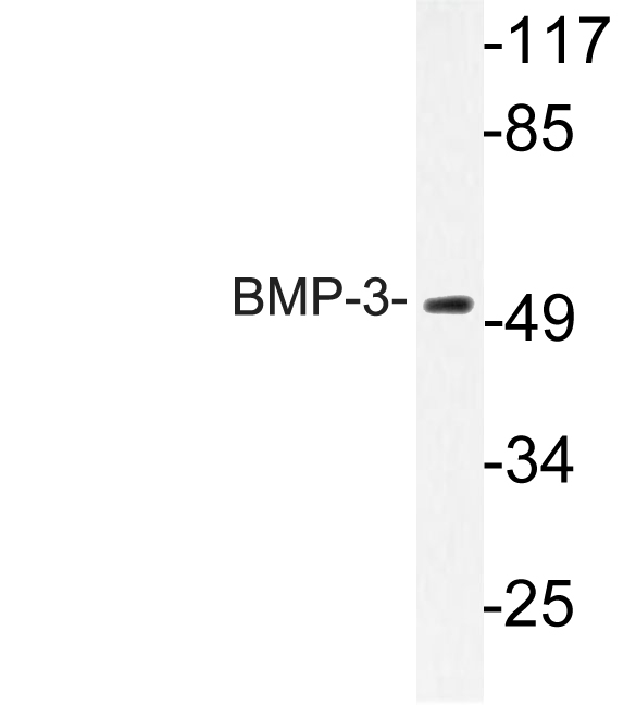 Anti-BMP-3 Antibody - Identical to Abcam (ab134724)