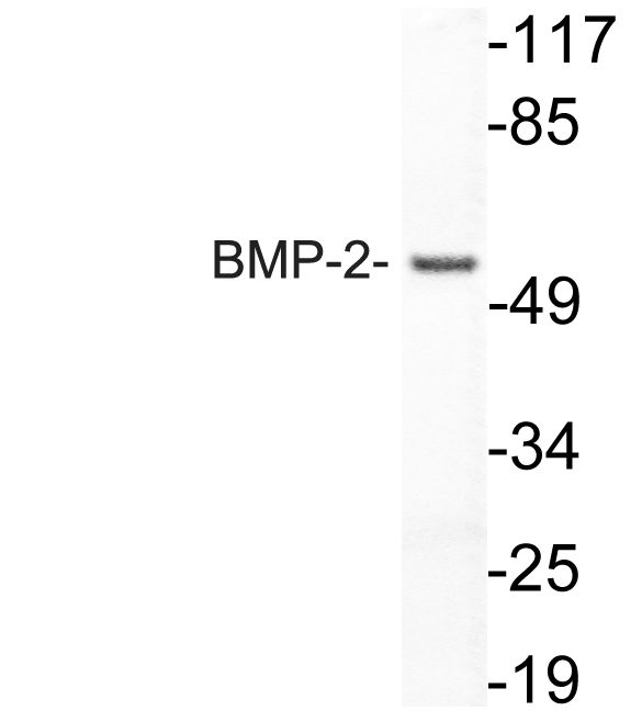 Anti-BMP-2 Antibody