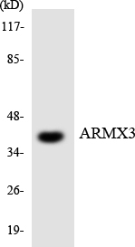 Anti-ARMX3 Antibody