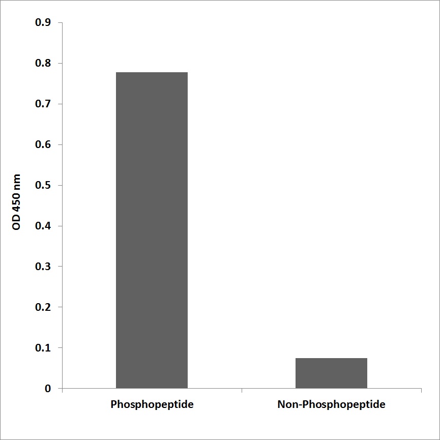 Anti-CD50 (phospho Ser518) Antibody