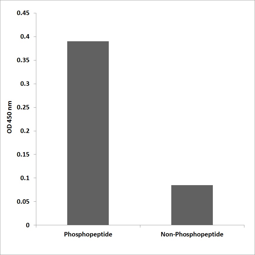 Anti-PRC1 (phospho Thr481) Antibody