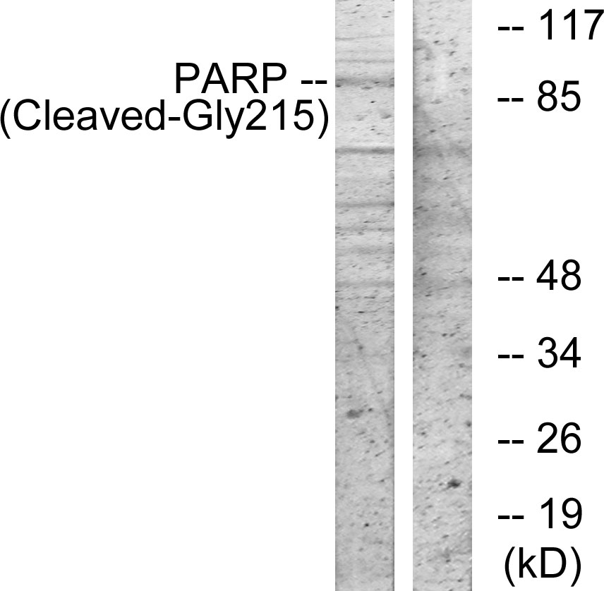 Anti-PARP (cleaved Gly215) Antibody
