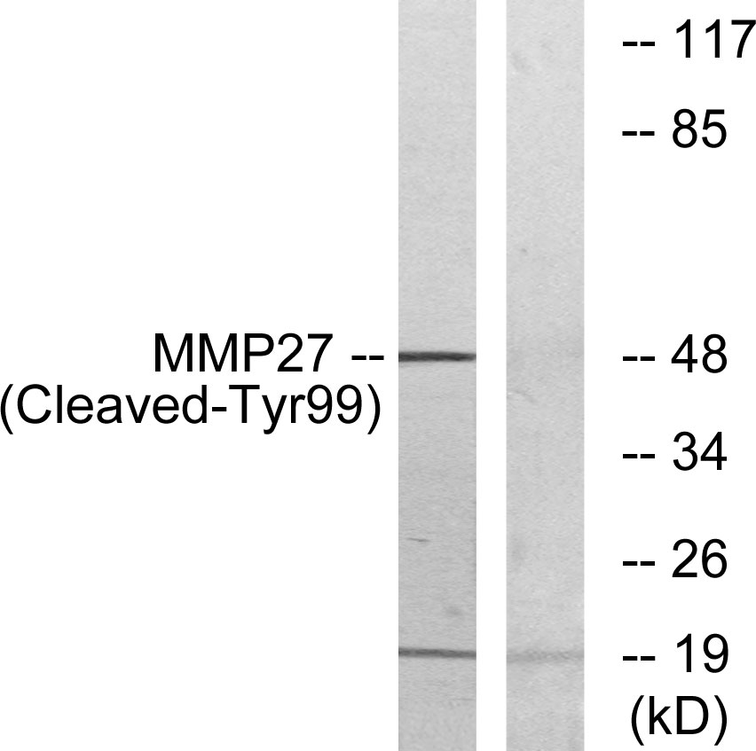 Anti-MMP27 (cleaved Tyr99) Antibody
