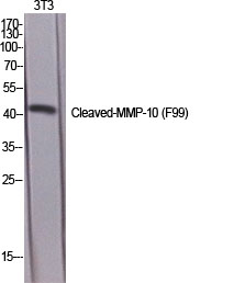 Anti-MMP10 (cleaved Phe99) Antibody