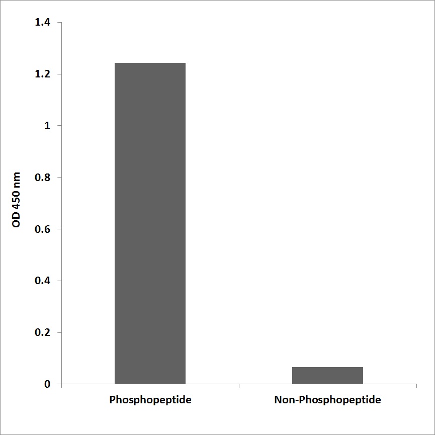 Anti-CENP-A (phospho Ser7) Antibody