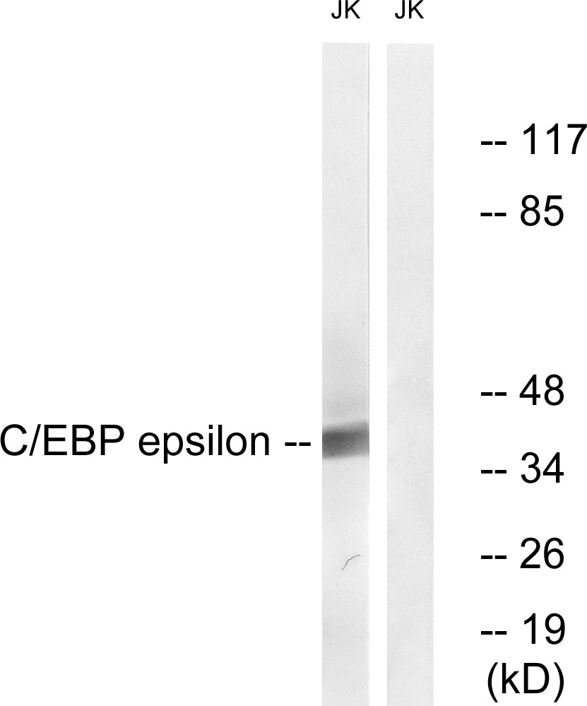 Anti-CEBP epsilon Antibody