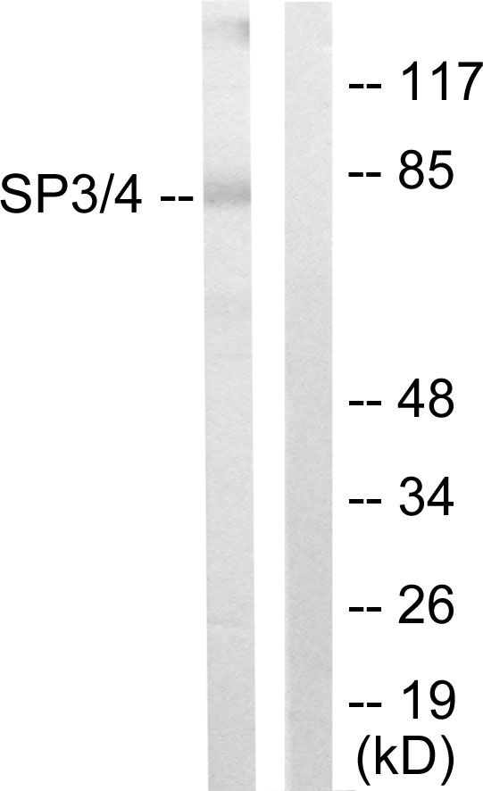 Anti-SP3 + SP4 Antibody