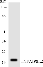 Anti-TNFAIP8L2 Antibody
